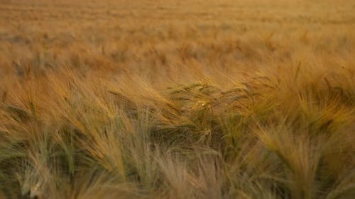 Wheat Field at Sunset