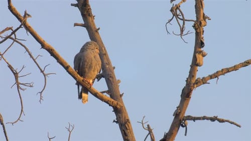 hawk on tree,Africa