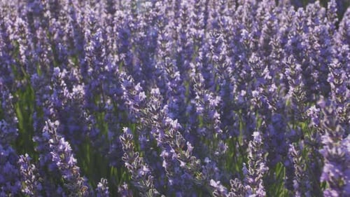 Lavendelblüten auf einem blühenden Lavendelstrauch, Makroaufnahme. Sonnenstrahlen scheinen durch Lavendelblüten
.