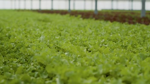 Closeup of Fully Grown Organic Green Lettuce Ready for Harvest and Delivery in Empty Greenhouse