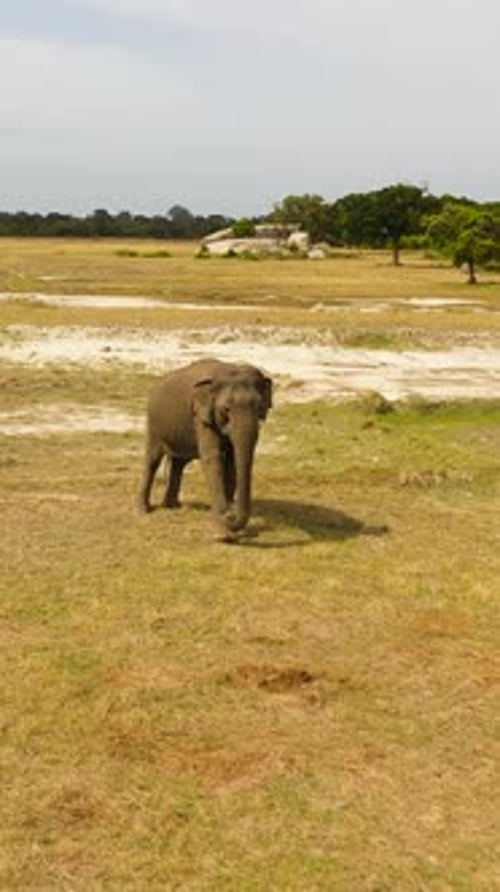 Elephant in a Nature Reserve in Sri Lanka
