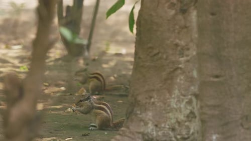 Striped Squirrels Foraging Among Trees in Forest