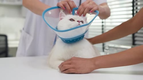 Close up of veterinarian examine kitten wearing collar at veterinary clinic.