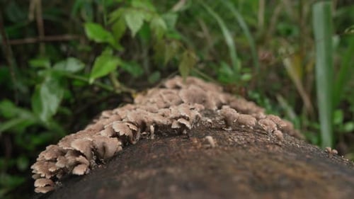 Up close Split gill mushrooms Schizophyllum commune common and widespread fungus on tree trunk