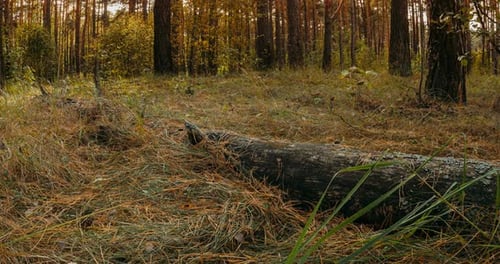 Golden Sunlight Through Autumn Forest with Fallen Tree