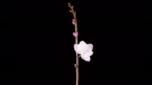 Time Lapse of Light Pink Flower Blooming