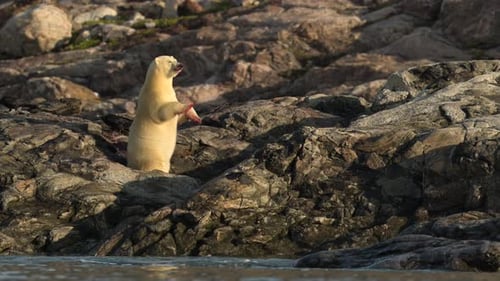 Eisbär frisst ein unbekanntes Tier in der felsigen Umgebung Grönlands