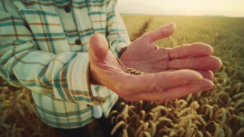 Closeup View of Hands of Old Caucasian Man During Harvest Footage of Elderly Male Farmer in Plaid