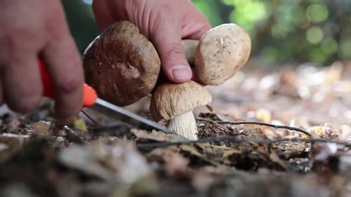 raw forest mushrooms on the lawn