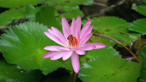 Honey bees inside the waterlily inside the waterlily pond in the botanical garden, Mahe, Seychelles