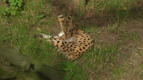Un chat Serval se reposant dans l'herbe. Zoomez. 4K.