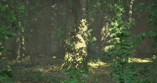 Sunlight Filtering Through Dense Trees in a Serene Forest Setting