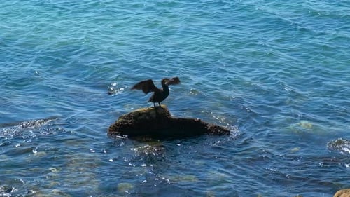 Sea Bird