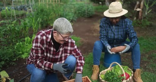 Senior multiracial women having fun together during harvest period in the garden