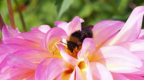 Bumblebee on a large yellow-pink dahlia flower in the autumn garden