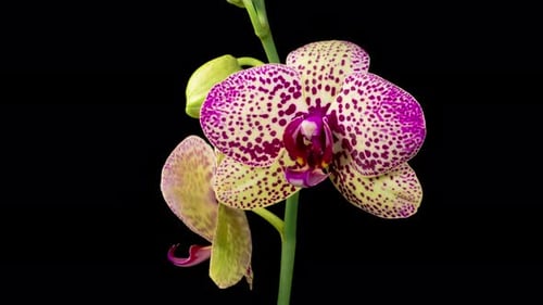 Blooming Orchid Time Lapse on Black Background