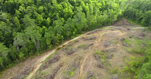 Abholzung von Waldbäumen als Folge des Entwaldungsprozesses Wunderschöner Wildwald in Gefahr