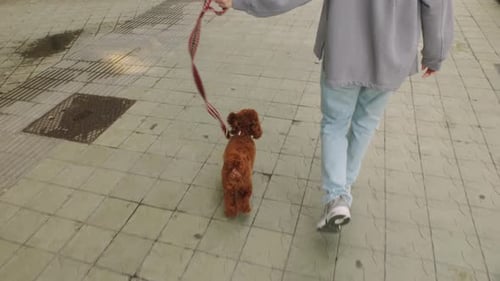 A Person Walking a Small Dog on a Leash in Urban Area Enjoying a Peaceful Stroll