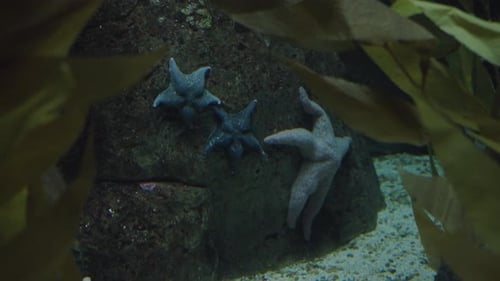 Starfish on Stone in Water in Aquarium