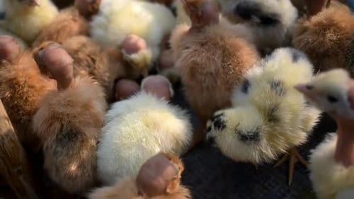 Close Up of Fluffy Baby Chicks
