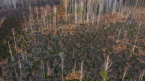 Swamp in Autumn Landscape Aerial View Belarus Europe