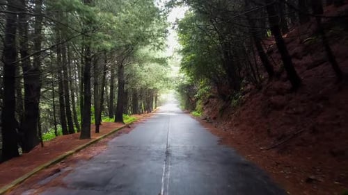 Driving with sunlight shining through tree canopy on paved forest road