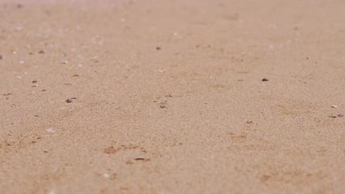 Close Up of Small Crab Moving Over Sand on Tropical Beach
