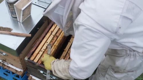 Cautious young man apiarist removing a honeycomb with bees for examination. Experienced beekeeper. A