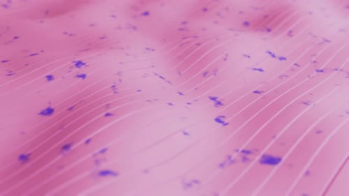 Bewegungsgrafik mit rosafarbener Wellenlinie. Winkende dünne Linien, nahtlos schleifbare Animation