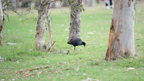 Dark Plumaged Bird Foraging Near Trees in Park