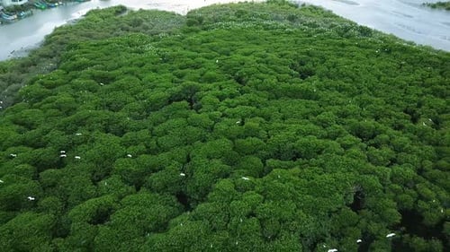 las cigüeñas vuelan y aterrizan en el bosque de manglares