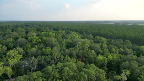 Aerial view of a forest in Florida, United States.