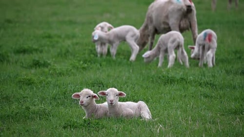 Deux agneaux assis côte à côte dans l'herbe