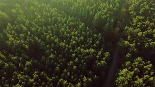 Green Tree Tops From High