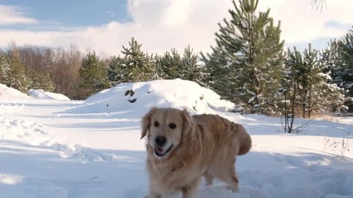 Golden Retiever Dog in Winter