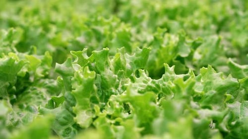 Rows of Healthy Green Lettuce Growing in Field