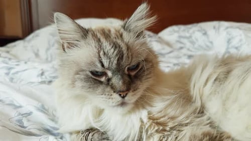 The Adorable Feline Relaxes on a Cozy Bed in Stunning Footage Showcasing Its Charm and Cuteness