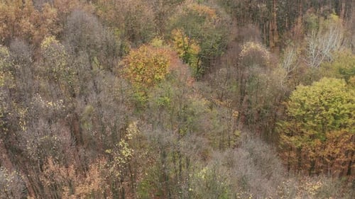 Drone fly around forest filming beautiful tick dense trees in autumn season with stunning colorful r