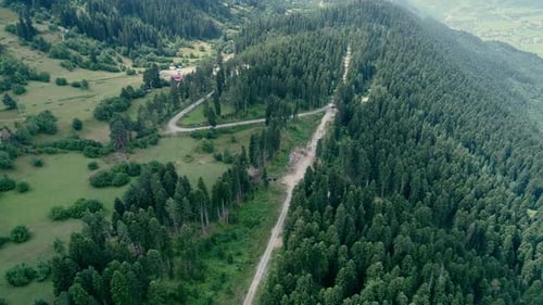 Aerial Footage of Pine Forest