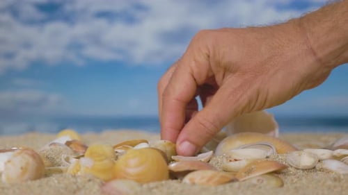 Hand Arranges Seashells on a Sunny Beach