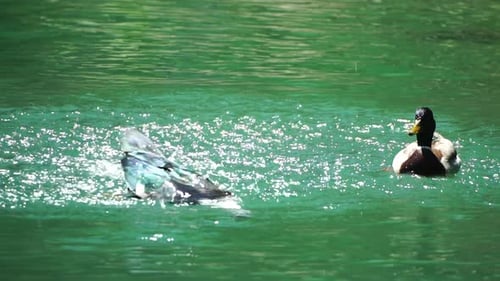 Schöne Enten, die an einem sonnigen Tag auf dem See im Park schwimmen