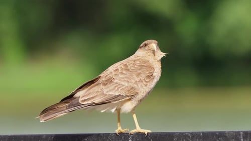 Nahaufnahme einer wilden, wilden Chimango-Caracara, Milvago Chimango, die auf einem Metallzaun thront, alarmiert von
