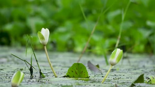Beautiful water lily flowers blooming gracefully in pond during heavy rainfall in morning.