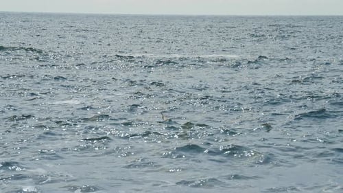 Bird Flying Above Ocean