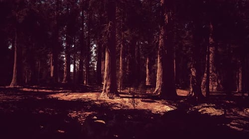Sunset View in the Forest in Sequoia National Park