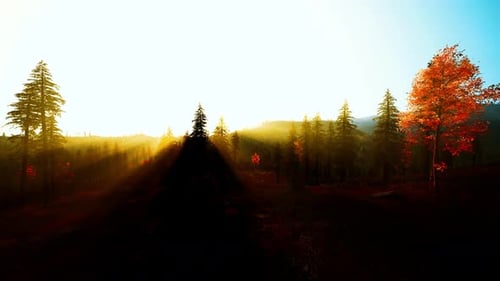 Des rayons solaires filtrés illuminent un passage forestier sinueux