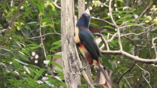 Colorful Tropical Bird Perches on Tree Trunk