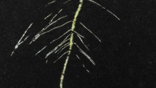 Seed Germination and Root Growth in Soil