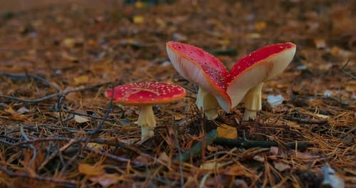 Lindos cogumelos com tampas vermelhas Cogumelos que ameaçam a vida