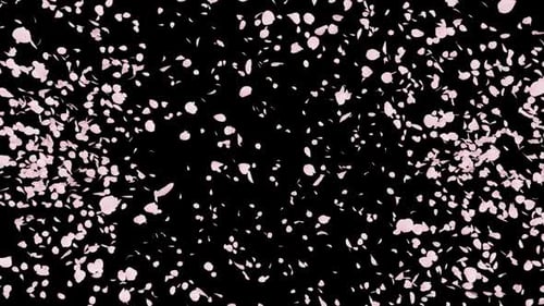 Falling Pink Cherry Blossom Petals